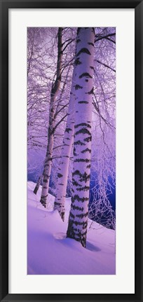 Framed Birch trees at the frozen riverside, Vuoksi River, Imatra, Finland Print