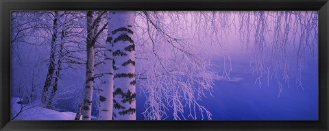 Framed Birch tree at a riverside, Vuoksi River, Imatra, Finland Print