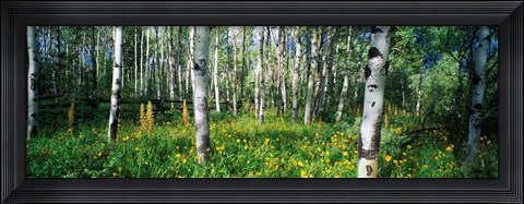 Framed Field of Rocky Mountain Aspens Print