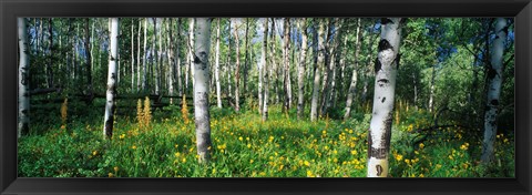 Framed Field of Rocky Mountain Aspens Print