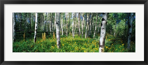 Framed Field of Rocky Mountain Aspens Print