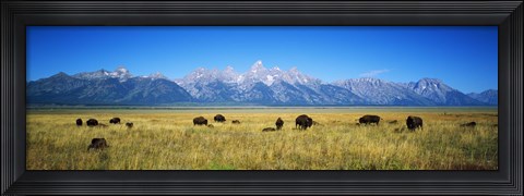 Framed Field of Bison with mountains in background, Grand Teton National Park, Wyoming, USA Print