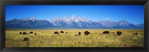 Framed Field of Bison with mountains in background, Grand Teton National Park, Wyoming, USA Print