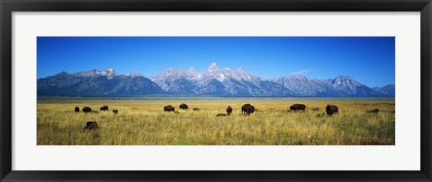 Framed Field of Bison with mountains in background, Grand Teton National Park, Wyoming, USA Print