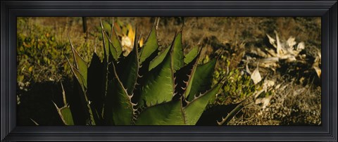 Framed Close-up of an aloe vera plant, Baja California, Mexico Print