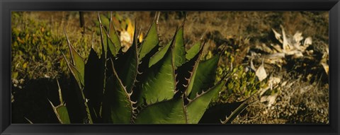 Framed Close-up of an aloe vera plant, Baja California, Mexico Print