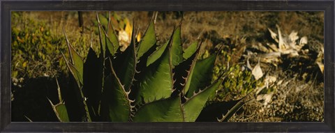 Framed Close-up of an aloe vera plant, Baja California, Mexico Print