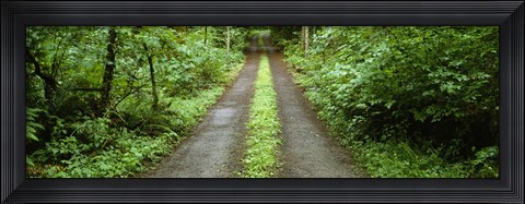 Framed Lush foliage lining a wet driveway, Bainbridge Island, Washington, USA Print