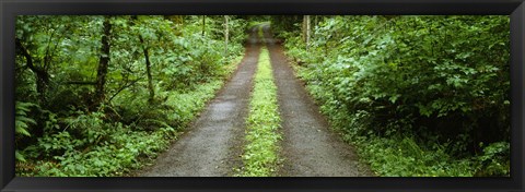 Framed Lush foliage lining a wet driveway, Bainbridge Island, Washington, USA Print