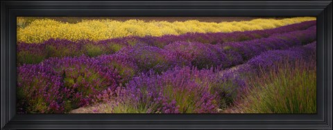 Framed Lavender and Yellow Flower fields, Sequim, Washington, USA Print