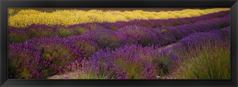 Framed Lavender and Yellow Flower fields, Sequim, Washington, USA Print