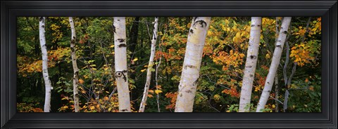 Framed Birch trees in a forest, New Hampshire, USA Print