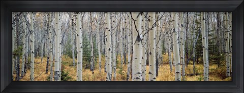 Framed Aspen trees in a forest, Alberta, Canada Print