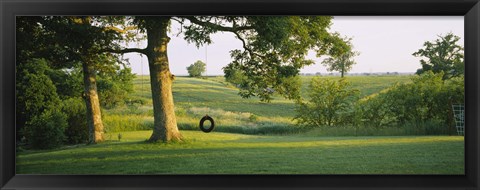 Framed Tire swing on a tree Print