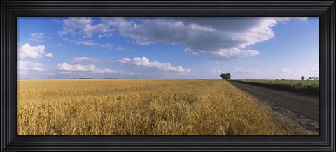 Framed Wheat crop in a field, North Dakota, USA Print
