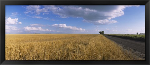 Framed Wheat crop in a field, North Dakota, USA Print