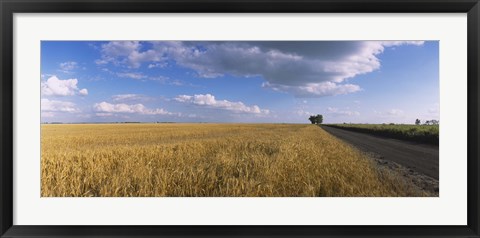 Framed Wheat crop in a field, North Dakota, USA Print