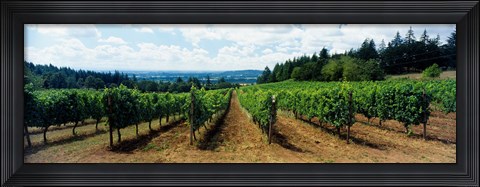 Framed Vineyard on a landscape, Adelsheim Vineyard, Newberg, Willamette Valley, Oregon, USA Print