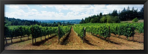 Framed Vineyard on a landscape, Adelsheim Vineyard, Newberg, Willamette Valley, Oregon, USA Print