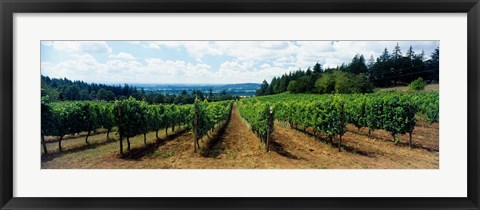 Framed Vineyard on a landscape, Adelsheim Vineyard, Newberg, Willamette Valley, Oregon, USA Print