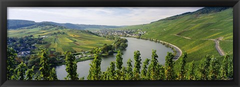 Framed Vineyards along a river, Moselle River, Mosel-Saar-Ruwer, Germany Print