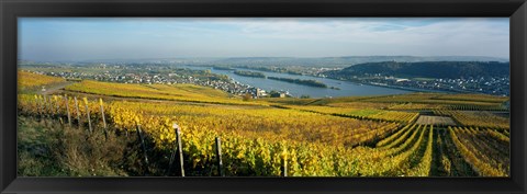 Framed Vineyards near a town, Rudesheim, Rheingau, Germany Print