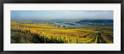 Framed Vineyards near a town, Rudesheim, Rheingau, Germany Print