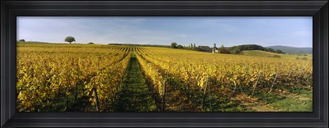 Framed Panoramic view of vineyards, Schloss Vollrads, Johannisberg, Oestrich-Winkel, Rheingau, Germany Print