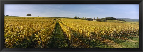 Framed Panoramic view of vineyards, Schloss Vollrads, Johannisberg, Oestrich-Winkel, Rheingau, Germany Print