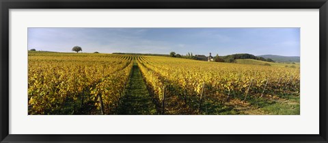 Framed Panoramic view of vineyards, Schloss Vollrads, Johannisberg, Oestrich-Winkel, Rheingau, Germany Print