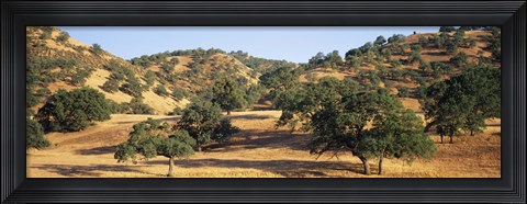Framed Oak trees on hill, Stanislaus County, California, USA Print