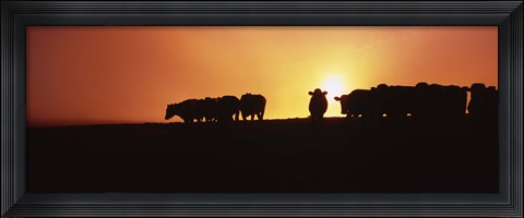 Framed Silhouette of cows at sunset, Point Reyes National Seashore, California, USA Print