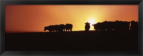 Framed Silhouette of cows at sunset, Point Reyes National Seashore, California, USA Print