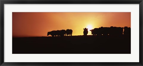 Framed Silhouette of cows at sunset, Point Reyes National Seashore, California, USA Print