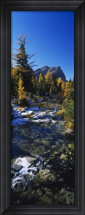 Framed Stream flowing in a forest, Mount Assiniboine Provincial Park, border of Alberta and British Columbia, Canada Print