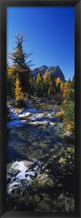 Framed Stream flowing in a forest, Mount Assiniboine Provincial Park, border of Alberta and British Columbia, Canada Print