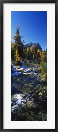 Framed Stream flowing in a forest, Mount Assiniboine Provincial Park, border of Alberta and British Columbia, Canada Print