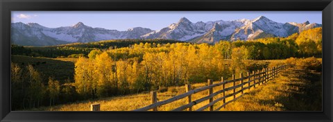 Framed Trees in a field near a wooden fence, Dallas Divide, San Juan Mountains, Colorado Print