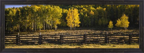 Framed Wooden fence and Aspen trees in a field, Telluride, San Miguel County, Colorado, USA Print
