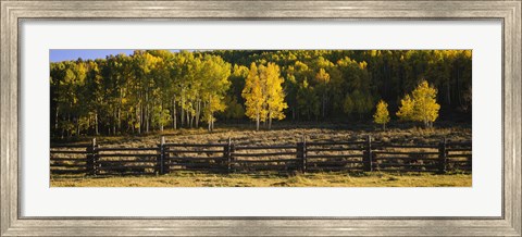 Framed Wooden fence and Aspen trees in a field, Telluride, San Miguel County, Colorado, USA Print