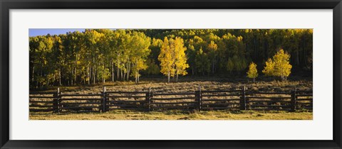 Framed Wooden fence and Aspen trees in a field, Telluride, San Miguel County, Colorado, USA Print