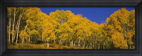 Framed Low angle view of Aspen trees in a forest, Telluride, San Miguel County, Colorado, USA Print