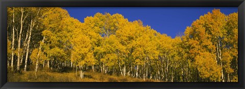 Framed Low angle view of Aspen trees in a forest, Telluride, San Miguel County, Colorado, USA Print