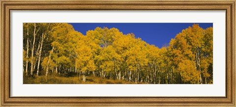 Framed Low angle view of Aspen trees in a forest, Telluride, San Miguel County, Colorado, USA Print