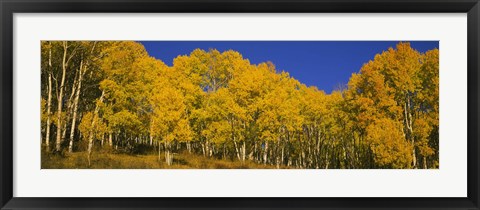 Framed Low angle view of Aspen trees in a forest, Telluride, San Miguel County, Colorado, USA Print