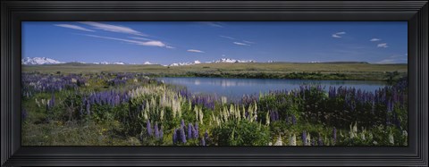Framed Flowers blooming at the lakeside, Lake Pukaki, Mt Cook, Mt Cook National Park, South Island, New Zealand Print