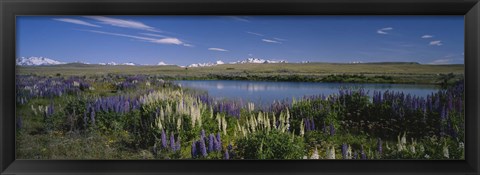 Framed Flowers blooming at the lakeside, Lake Pukaki, Mt Cook, Mt Cook National Park, South Island, New Zealand Print