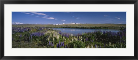 Framed Flowers blooming at the lakeside, Lake Pukaki, Mt Cook, Mt Cook National Park, South Island, New Zealand Print