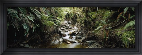 Framed Stream flowing in a forest, Milford Sound, Fiordland National Park, South Island, New Zealand Print