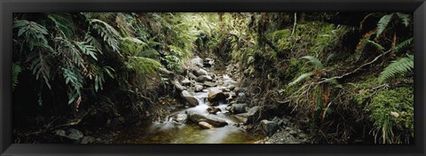 Framed Stream flowing in a forest, Milford Sound, Fiordland National Park, South Island, New Zealand Print